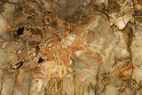 Colorful, Petrified Wood (Araucaria) Round - Madagascar #304625-1